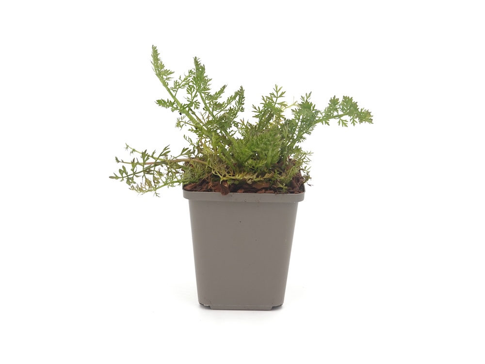 Großer Wasserfenchel aus Töpfen