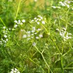 Großer Wasserfenchel kaufen
