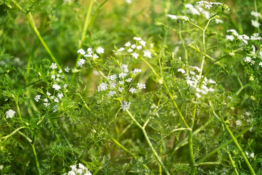 Großer Wasserfenchel kaufen