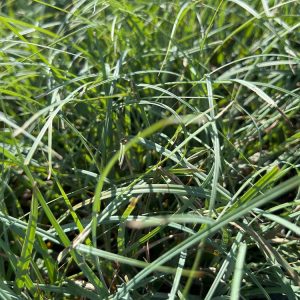 Hirse-Segge kaufen