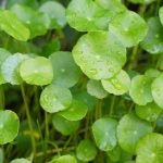 Hydrocotyle vulgaris kaufen