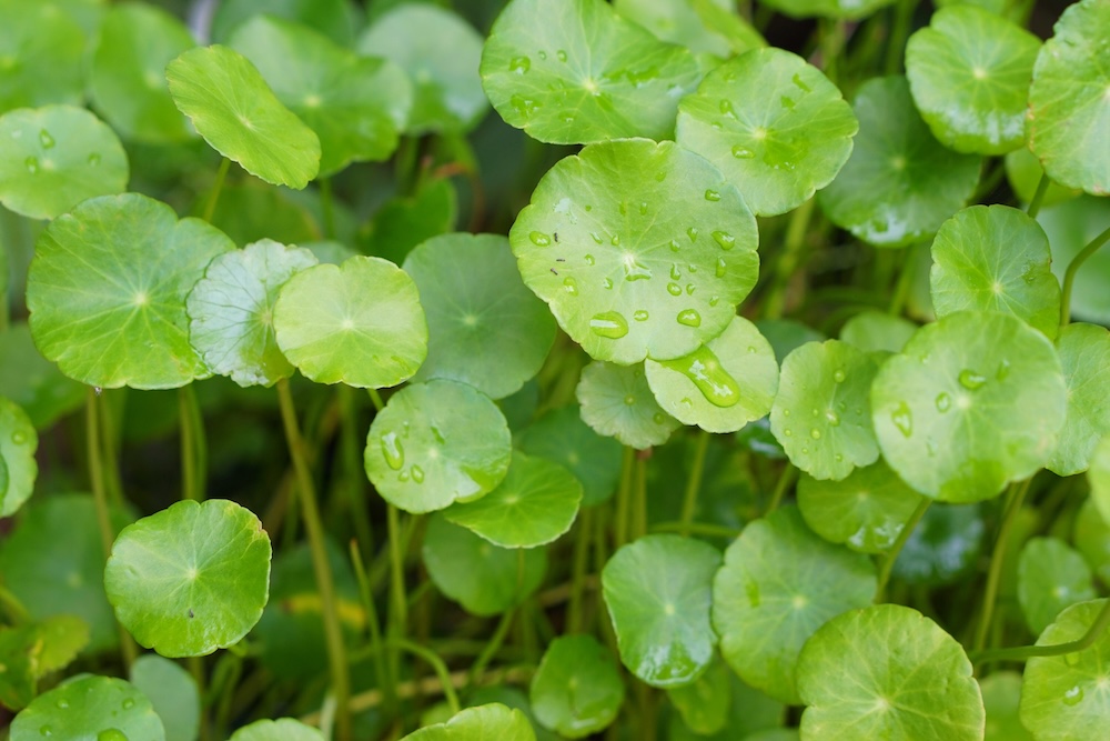 Hydrocotyle vulgaris kaufen