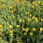 Hypericum elodes kaufen