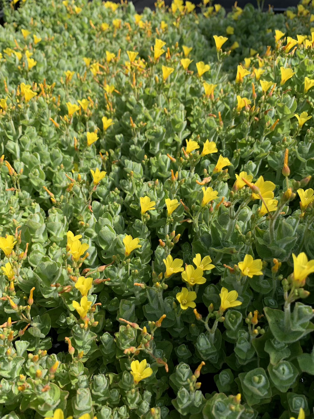 Hypericum elodes kaufen