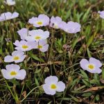 Igelschauch Blumen