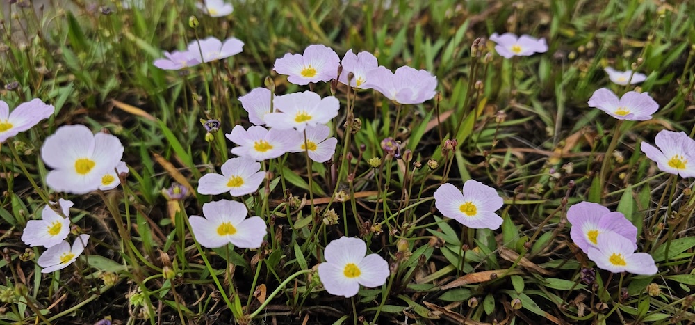 Igelschauch Blumen