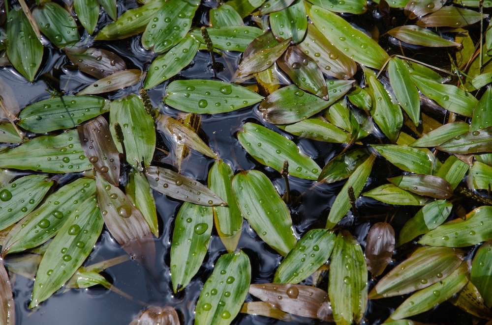 Knoeterich‑Laichkraut kaufen