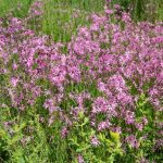 Kuckuckslichtnelke Blumen