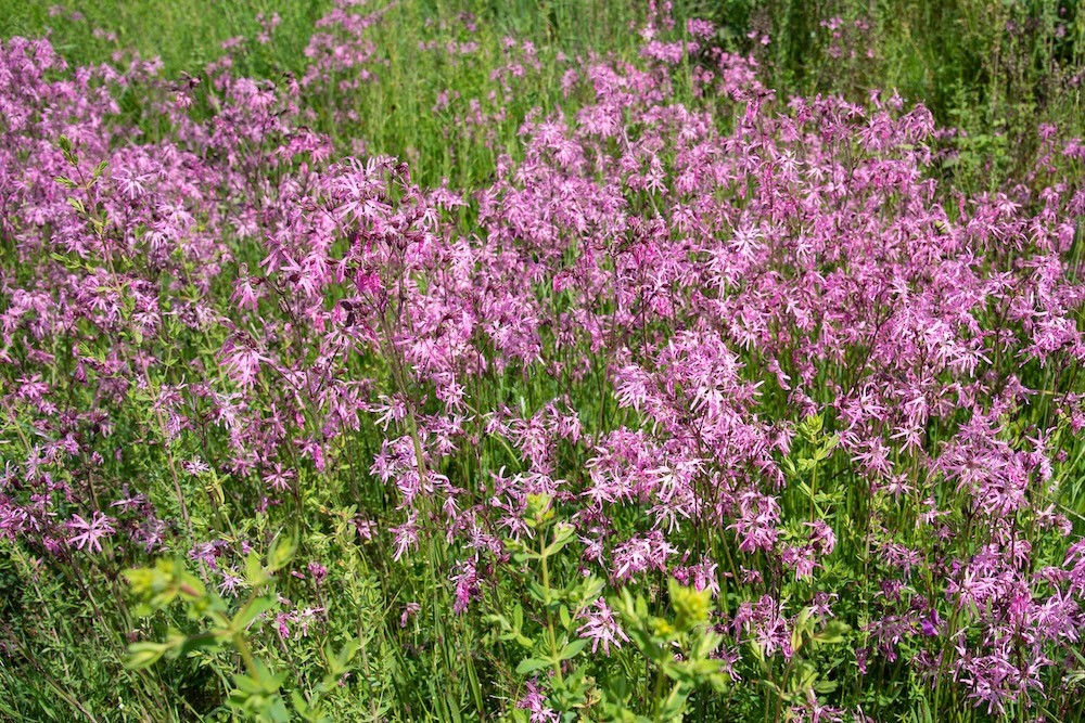 Kuckuckslichtnelke Blumen