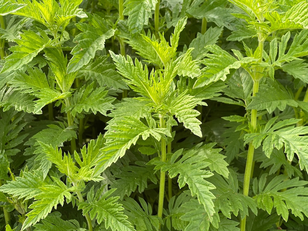 Lycopus europaeus kaufen