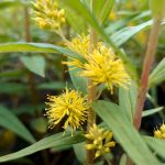 Lysimachia thyrsiflora kaufen