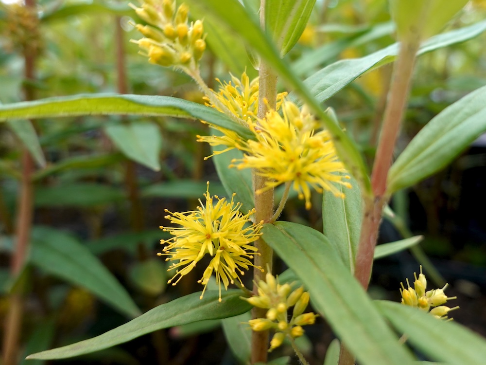 Lysimachia thyrsiflora kaufen