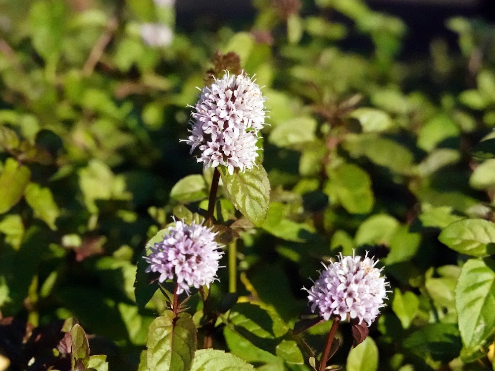 Mentha aquatica kaufen