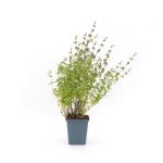 Mentha pulegium kaufen