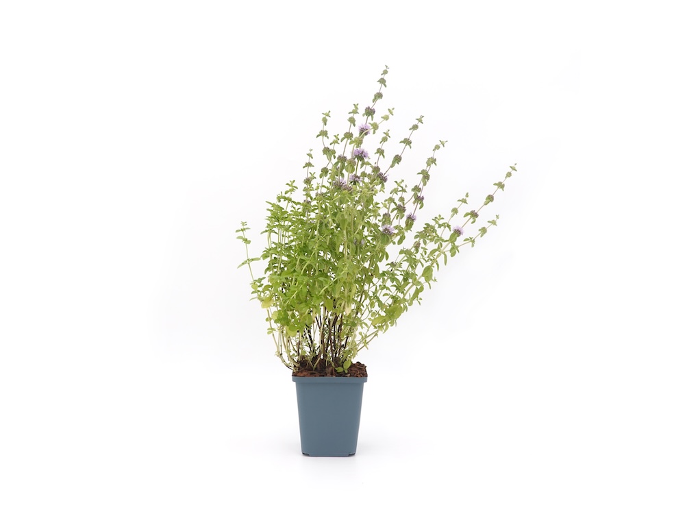 Mentha pulegium kaufen