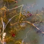 Myriophyllum alterniflorum kaufen