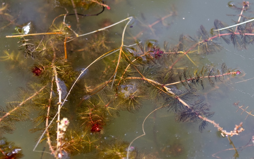 Myriophyllum alterniflorum kaufen