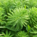 Myriophyllum verticillatum kaufen