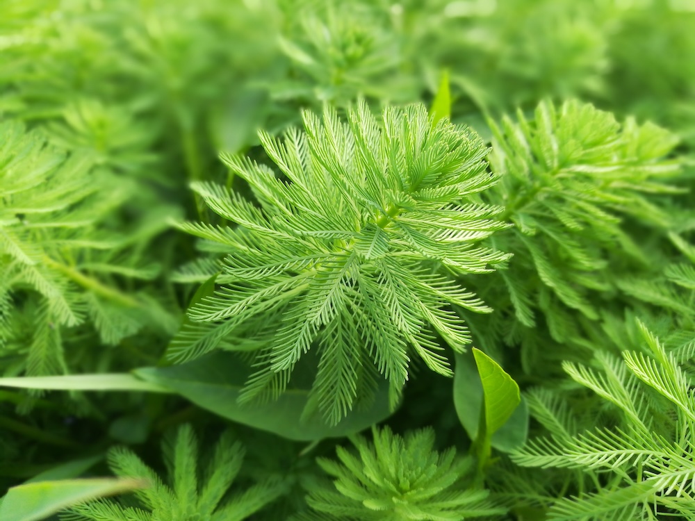 Myriophyllum verticillatum kaufen