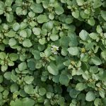 Nasturtium officinale kaufen