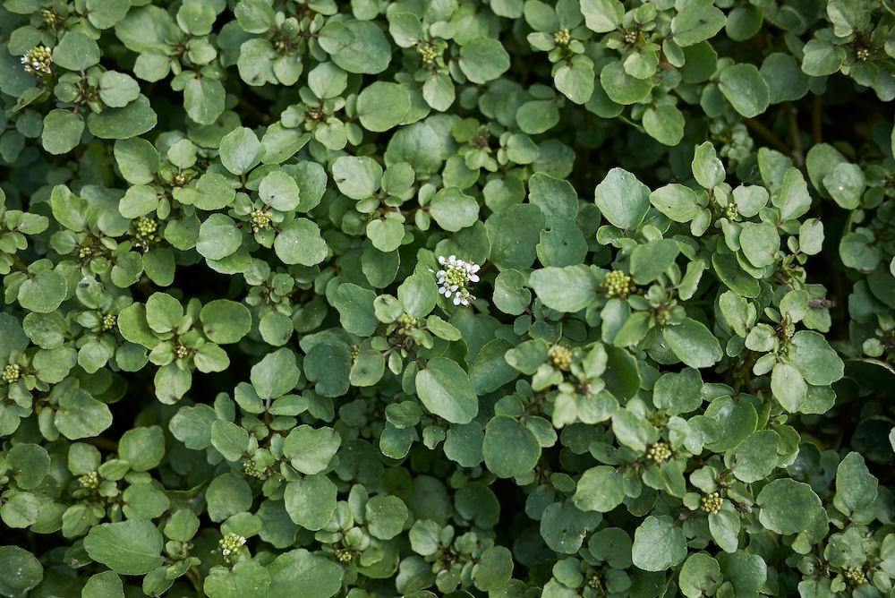 Nasturtium officinale kaufen
