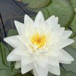 Nymphaea 'Alba' kaufen