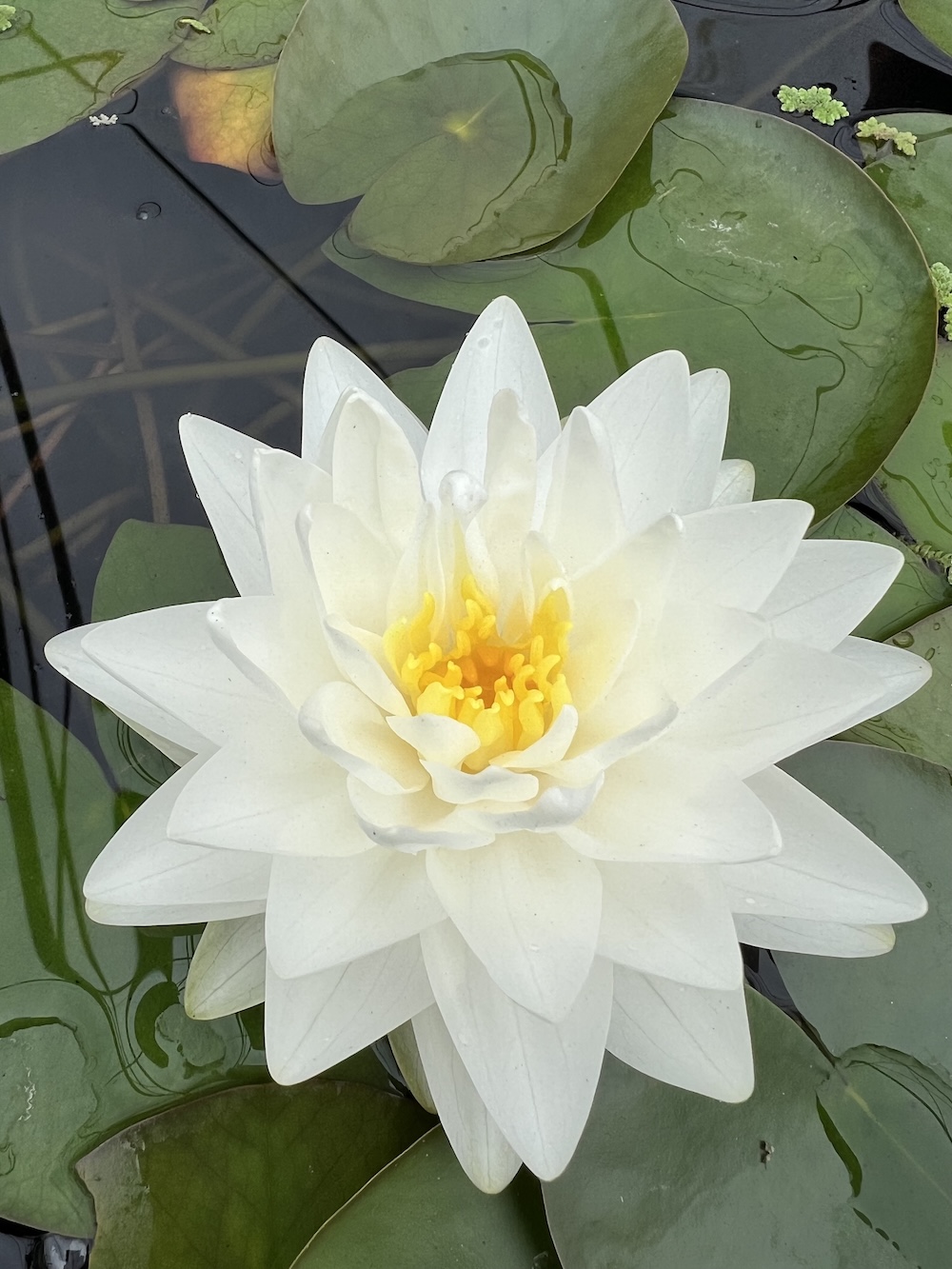 Nymphaea 'Alba' kaufen