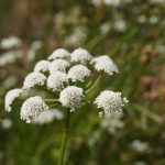 Oenanthe aquatica kaufen