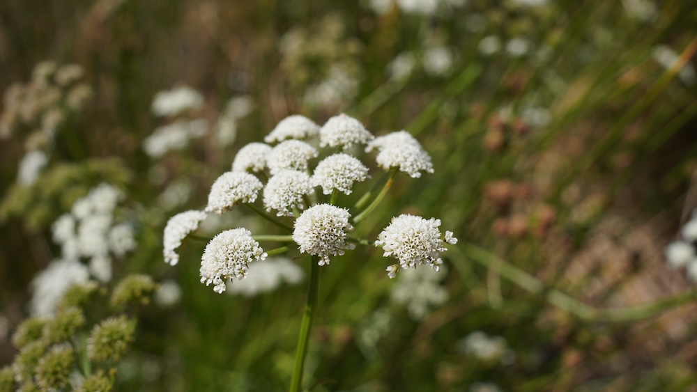 Oenanthe aquatica kaufen