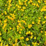 Pfennigkraut Blumen