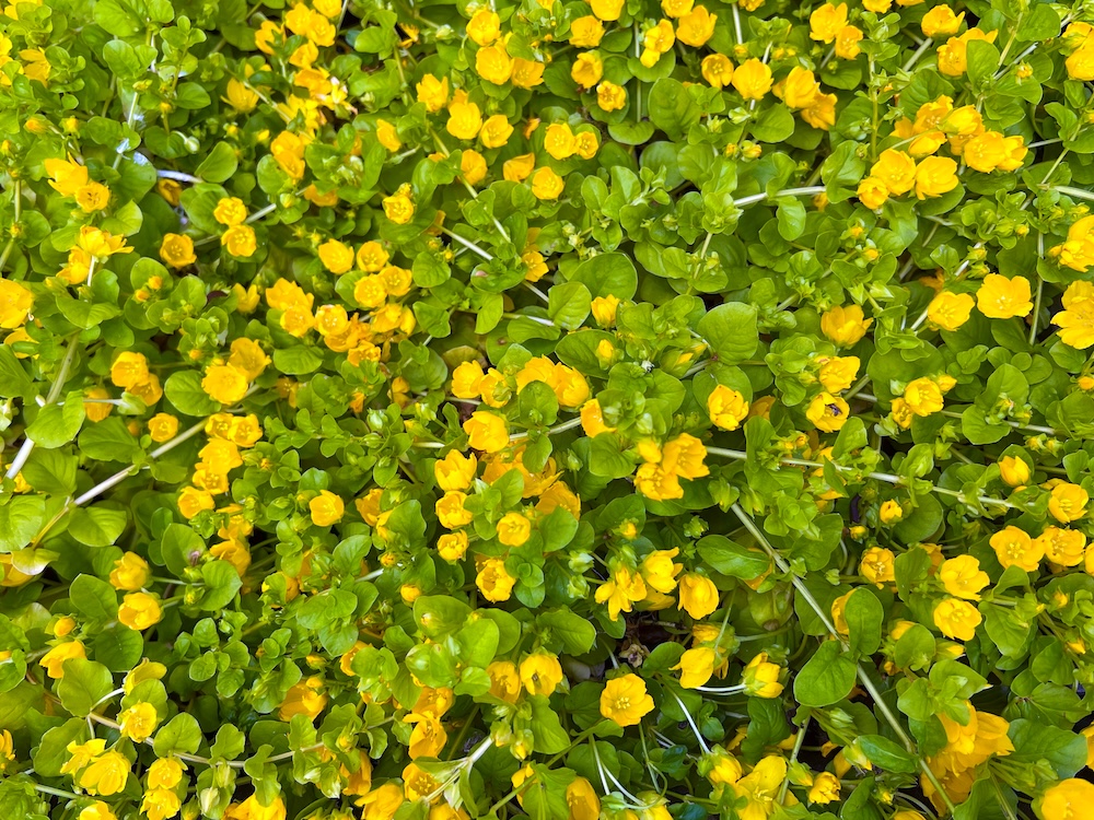 Pfennigkraut Blumen