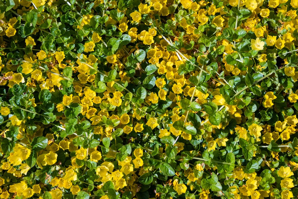 Pfenningkraut kaufen