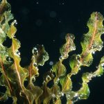 Potamogeton crispus kaufen