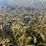 Potamogeton lucens kaufen