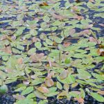 Potamogeton natans kaufen