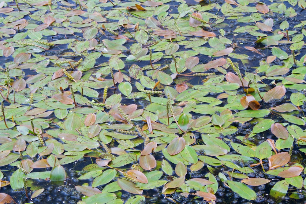 Potamogeton natans kaufen