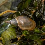 Potamogeton perfoliatus kopen
