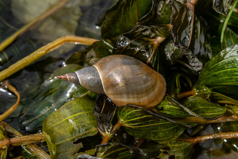 Potamogeton perfoliatus kopen