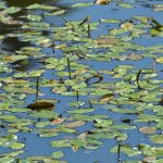 Potamogeton polygonifolius kaufen