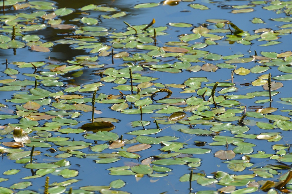 Potamogeton polygonifolius kaufen