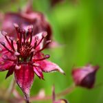 Potentilla palustris kaufen