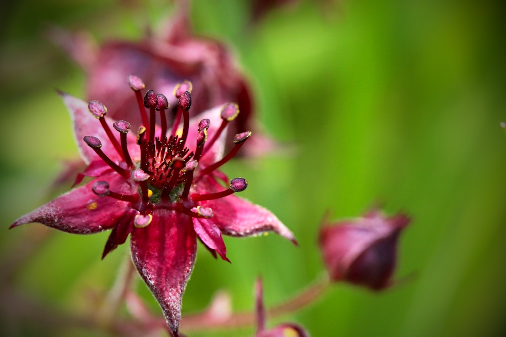 Potentilla palustris kaufen
