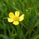 Ranunculus flammula kaufen