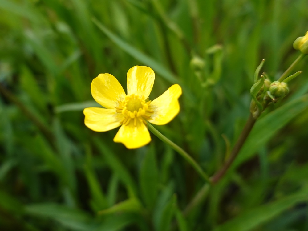 Ranunculus flammula kaufen