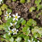 Ranunculus hederaceus kaufen