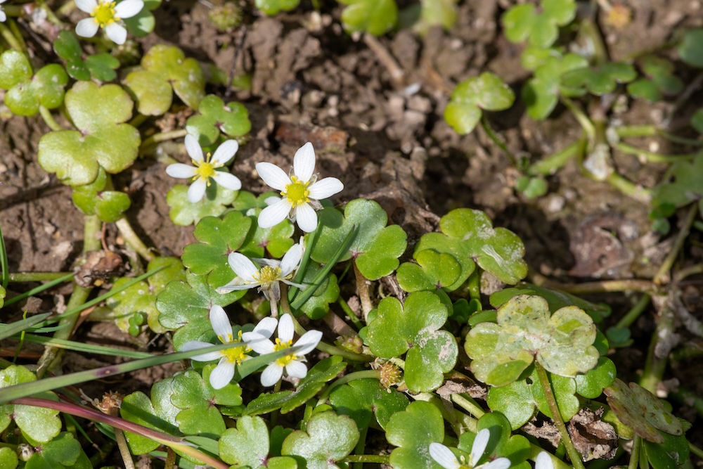 Ranunculus hederaceus kaufen