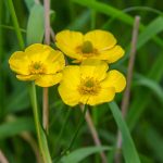 Ranunculus lingua kaufen