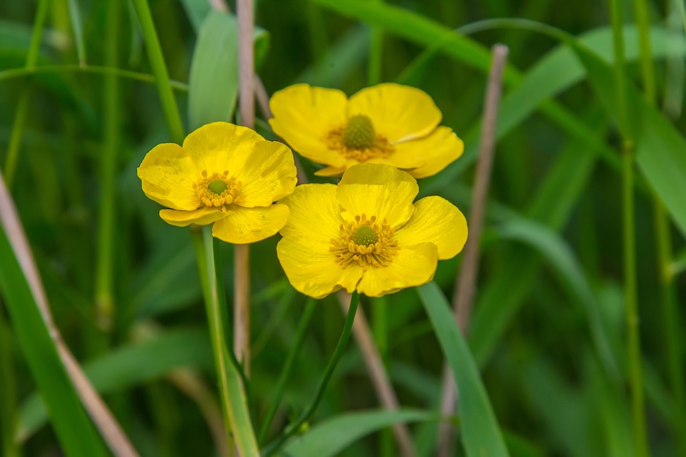 Ranunculus lingua kaufen