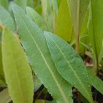 Rumex hydrolapathum kaufen