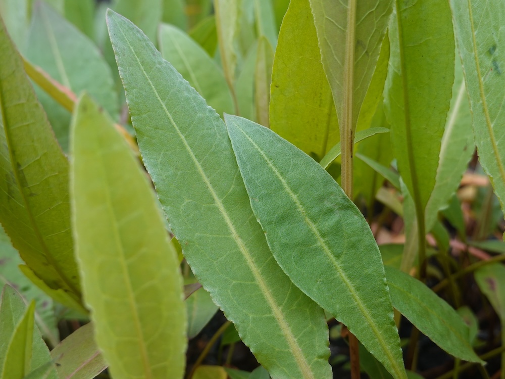 Rumex hydrolapathum kaufen
